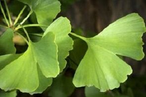Fágann Ginkgo biloba le haghaidh fás bod