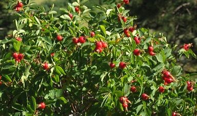 Rosehip chun an bod a mhéadú