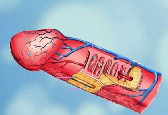 struchtúr bod agus méadú cloigeann